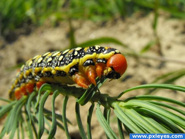 Spurge Hawkmoth